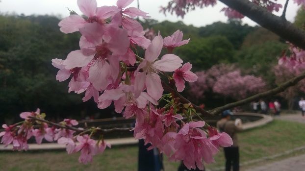 台北市陽明山花季假日系列活動也同樣開跑,於今天(10)日舉辦「花花世界親子彩繪」,邀請親子一起將陽明公園的園路添加不一樣的色彩,希望打造地景藝術花花大道,畫上屬於你的花朵。 台北市陽明山花季假日系列活動也同樣開跑,於今天(10)日舉辦「花花世界親子彩繪」,邀請親子一起將陽明公園的園路添加不一樣的色彩,希望打造地景藝術花花大道,畫上屬於你的花朵。