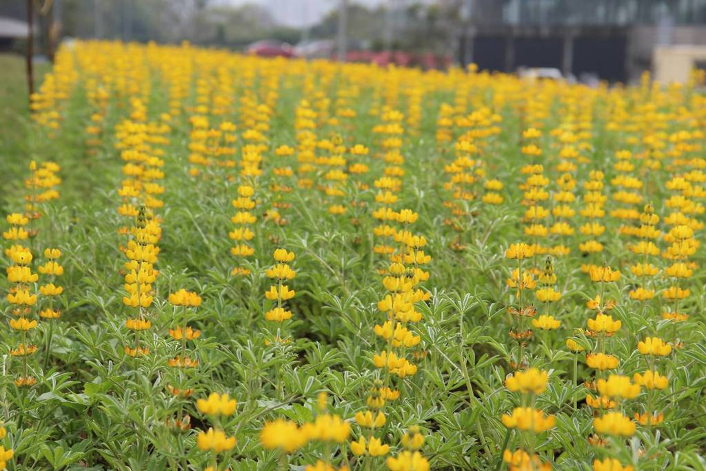 「魯冰花」其實也是一種植物,正確園藝上的名稱為「羽扇豆」屬於蝶形花亞科羽扇豆屬,早年引進台灣時主要是作為茶園中的綠肥,對土壤的水土保持很有幫助。 圖:台北市觀旅局提供 「魯冰花」其實也是一種植物,正確園藝上的名稱為「羽扇豆」屬於蝶形花亞科羽扇豆屬,早年引進台灣時主要是作為茶園中的綠肥,對土壤的水土保持很有幫助。 圖:台北市觀旅局提供