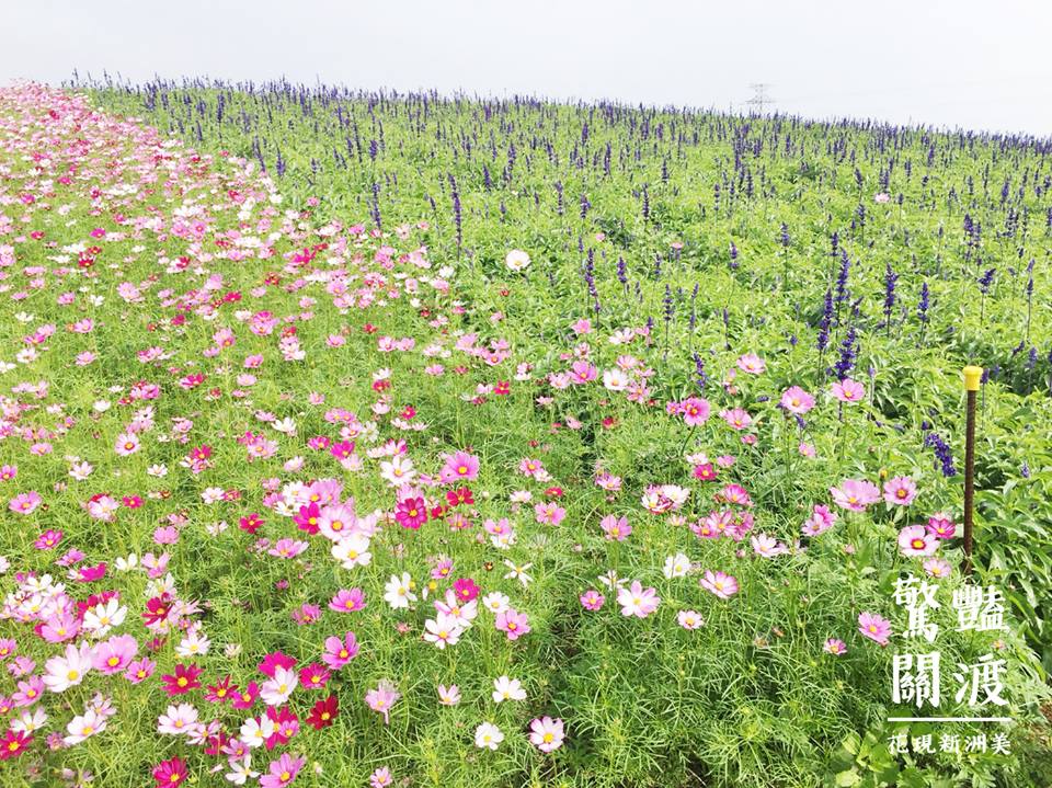 粉萼鼠尾草及黃波斯菊,開花逾4成左右,快去春季賞花小旅行! 圖:關渡花海節FB粉絲專頁提供 粉萼鼠尾草及黃波斯菊,開花逾4成左右,快去春季賞花小旅行! 圖:關渡花海節FB粉絲專頁提供