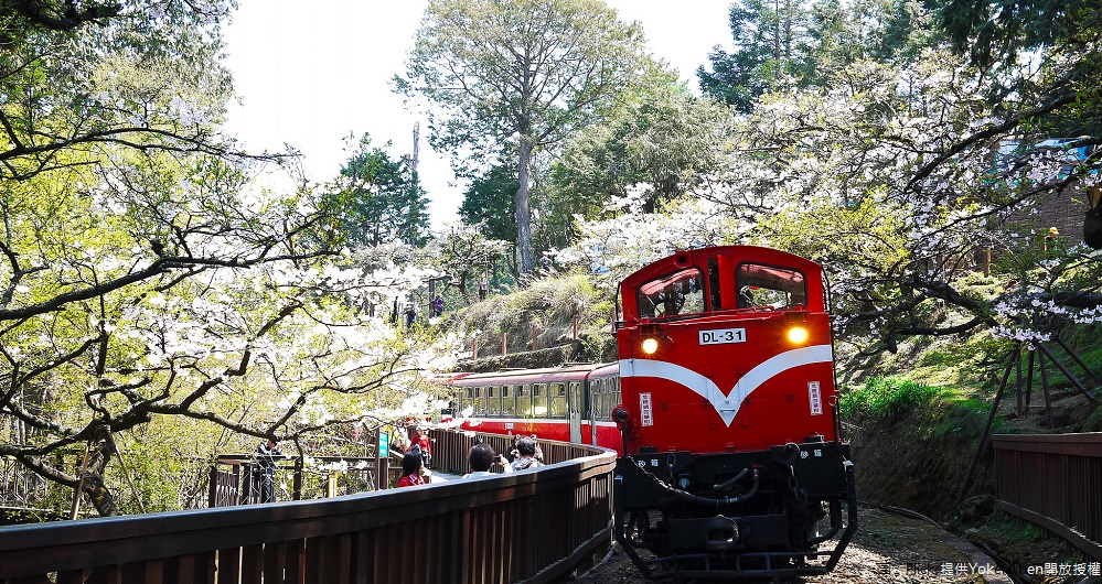 阿里山森林鐵路建於西元1912年,位在海拔2216米的阿里山風景區,是大家賞花看日出必去景點。 圖:Flickr提供Yokel Chen開放授權 阿里山森林鐵路建於西元1912年,位在海拔2216米的阿里山風景區,是大家賞花看日出必去景點。 圖:Flickr提供Yokel Chen開放授權