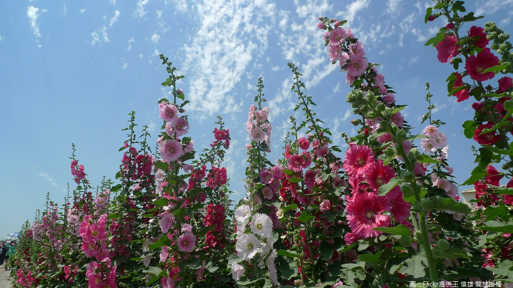 春暖花開,各地花海消息不斷,其中在彰化雲林與台南六甲都有蜀葵花季正展開! 春暖花開,各地花海消息不斷,其中在彰化雲林與台南六甲都有蜀葵花季正展開!