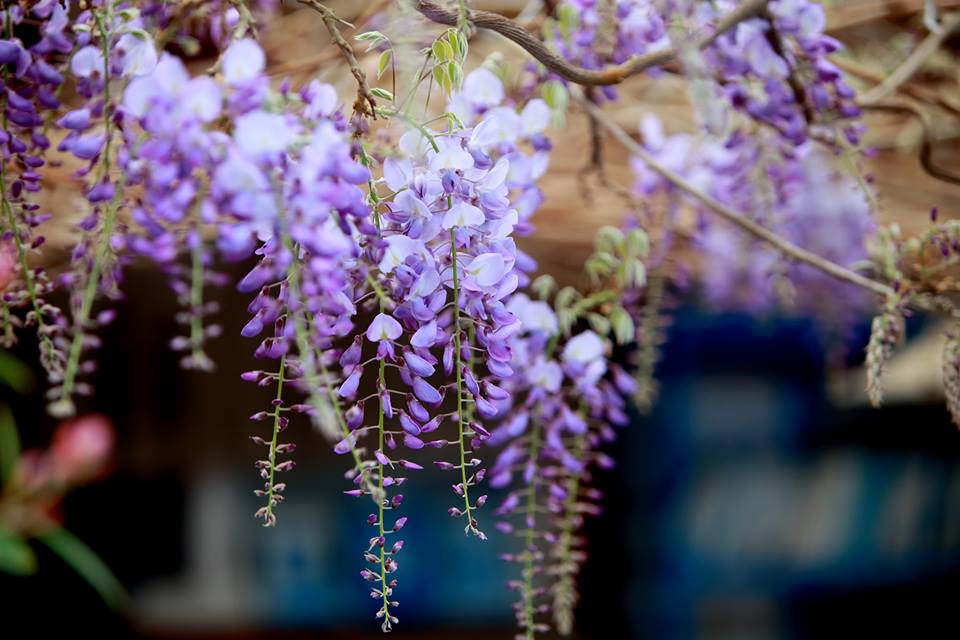 花期是三月中為全盛花開,目前盛開處是綠色隧道休息站、阿喜紫藤、王鼎茶等,共推薦17條賞花路線。 圖:翻攝自嘉義瑞里紫藤花季FB粉絲專頁 花期是三月中為全盛花開,目前盛開處是綠色隧道休息站、阿喜紫藤、王鼎茶等,共推薦17條賞花路線。 圖:翻攝自嘉義瑞里紫藤花季FB粉絲專頁
