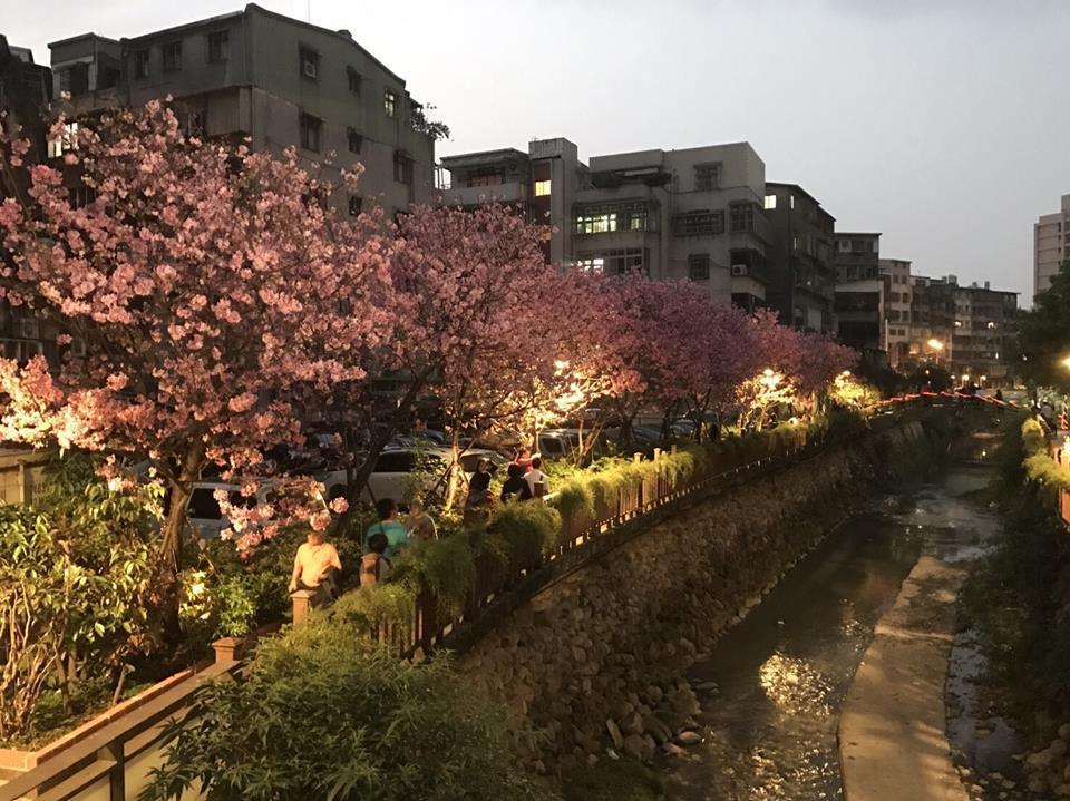 希望之河的花期目前花開已七、八成,預估盛開將會落在3月中下旬,夜晚同樣美麗驚艷! 圖:賞花快報FB粉絲專頁提供 希望之河的花期目前花開已七、八成,預估盛開將會落在3月中下旬,夜晚同樣美麗驚艷! 圖:賞花快報FB粉絲專頁提供