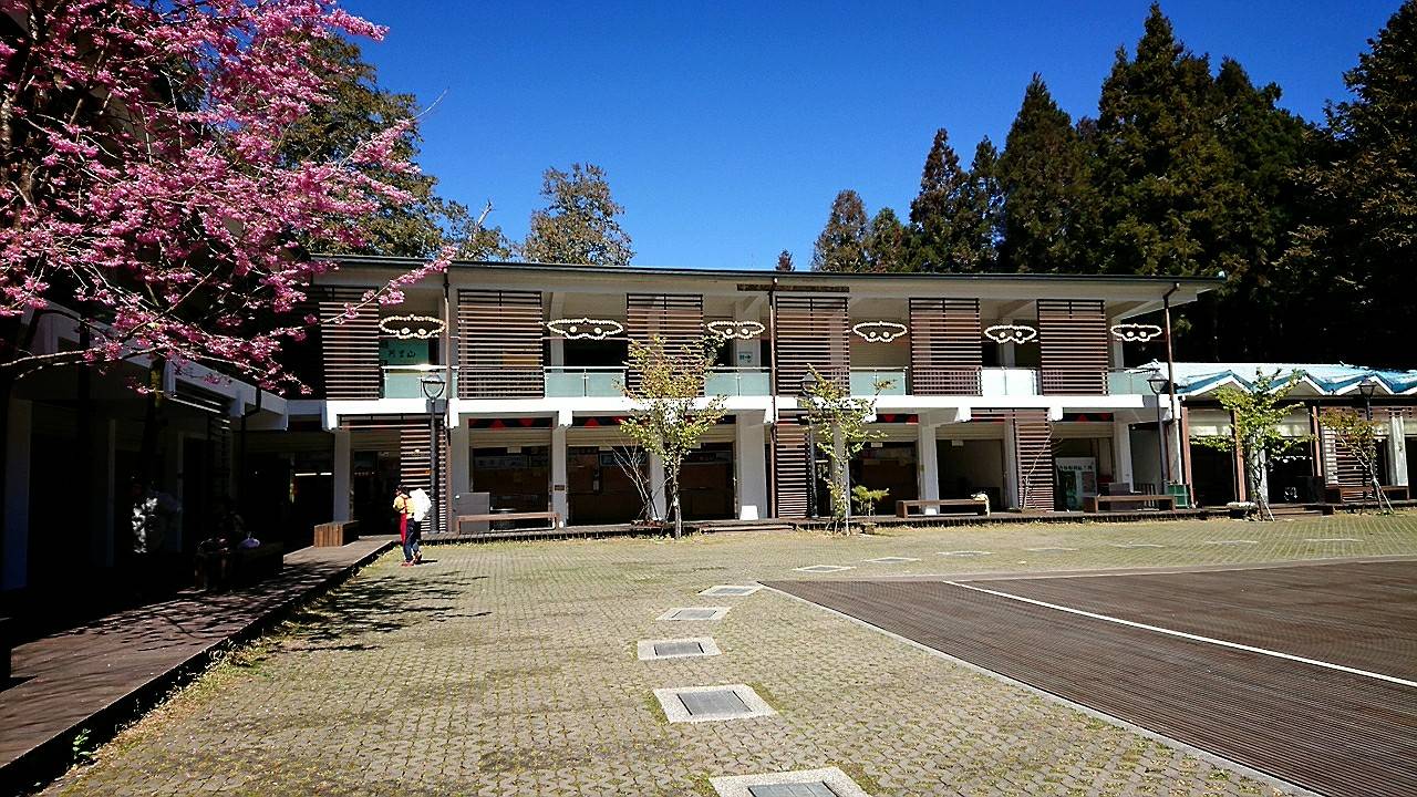 香林亮點-閃現枯球蘿紋蛾身影 圖:阿里山林管處提供 香林亮點-閃現枯球蘿紋蛾身影 圖:阿里山林管處提供