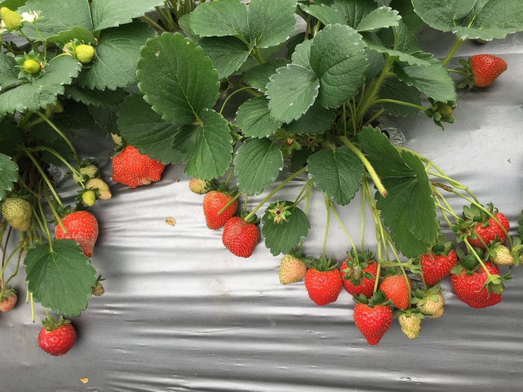 內湖草莓季每年3月至4月是盛產期,在白石湖休閒農業區舉行,讓你免去舟車勞頓跑到苗栗去,在台北市就能體驗採草莓的樂趣! 圖 :台北觀旅局提供 內湖草莓季每年3月至4月是盛產期,在白石湖休閒農業區舉行,讓你免去舟車勞頓跑到苗栗去,在台北市就能體驗採草莓的樂趣! 圖 :台北觀旅局提供