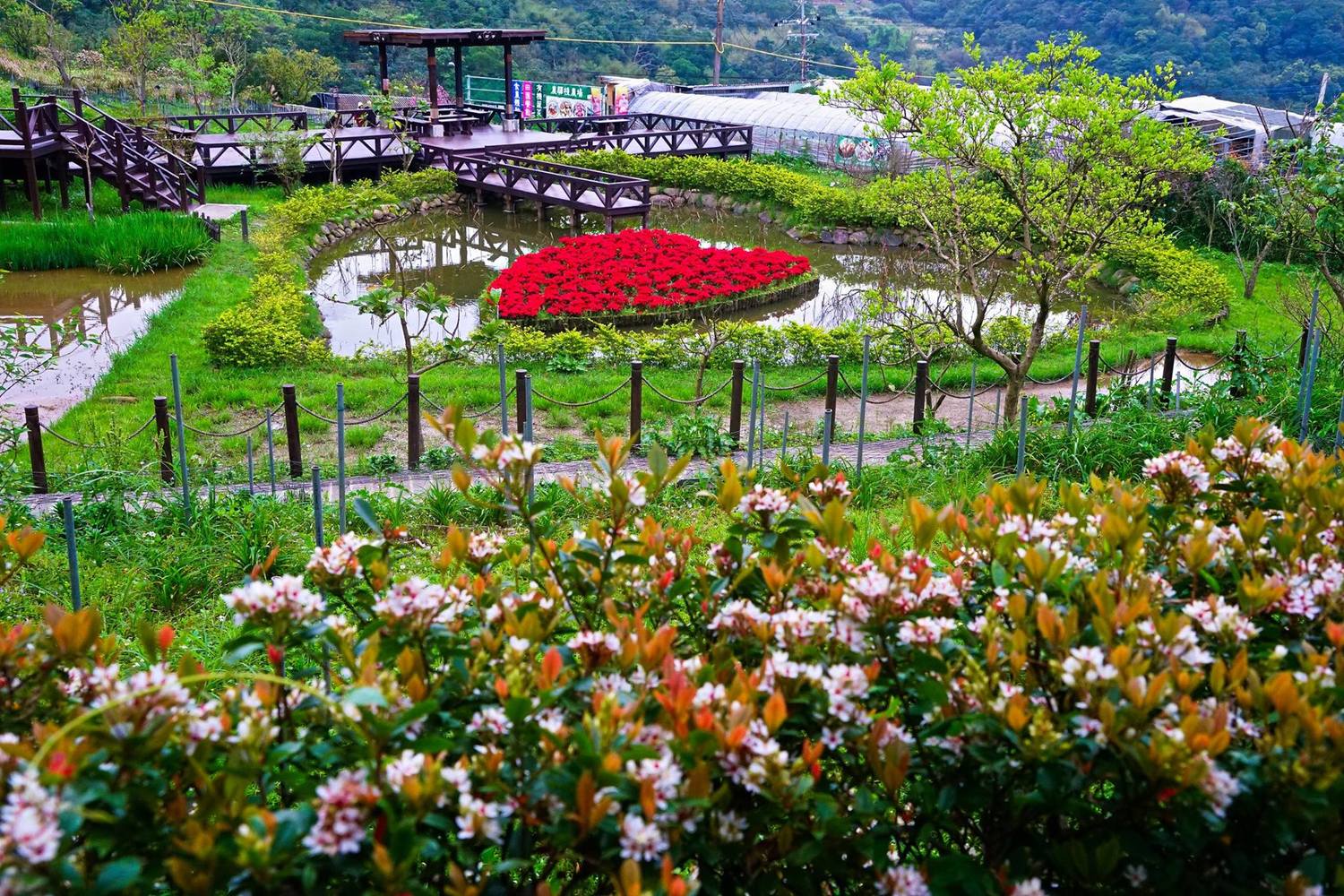 周邊景點包括碧湖步道、白石湖吊橋、同心池等景點可觀光,景點之一的同心池相當吸引人。 圖 :台北旅遊網FB粉絲專頁提供 周邊景點包括碧湖步道、白石湖吊橋、同心池等景點可觀光,景點之一的同心池相當吸引人。 圖 :台北旅遊網FB粉絲專頁提供
