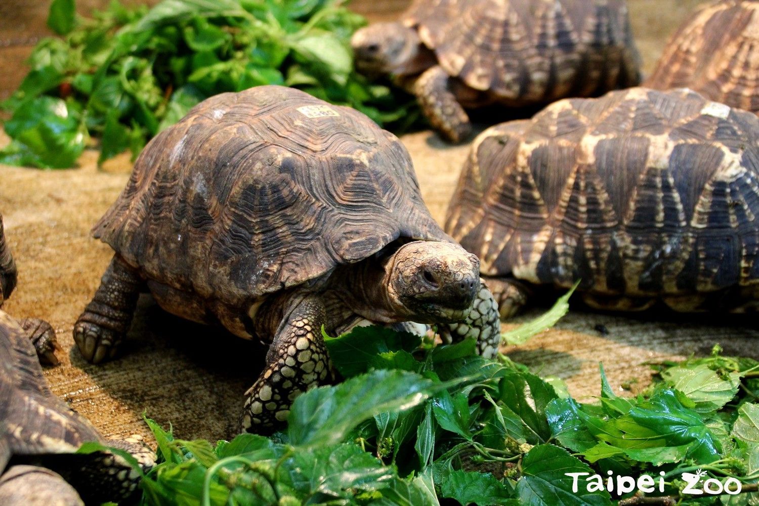 外溫動物的爬蟲類,需要藉由曬太陽來獲取熱能和UV(紫外光),好維持基礎的生長代謝。 圖:台北市動物園提供 外溫動物的爬蟲類,需要藉由曬太陽來獲取熱能和UV(紫外光),好維持基礎的生長代謝。 圖:台北市動物園提供
