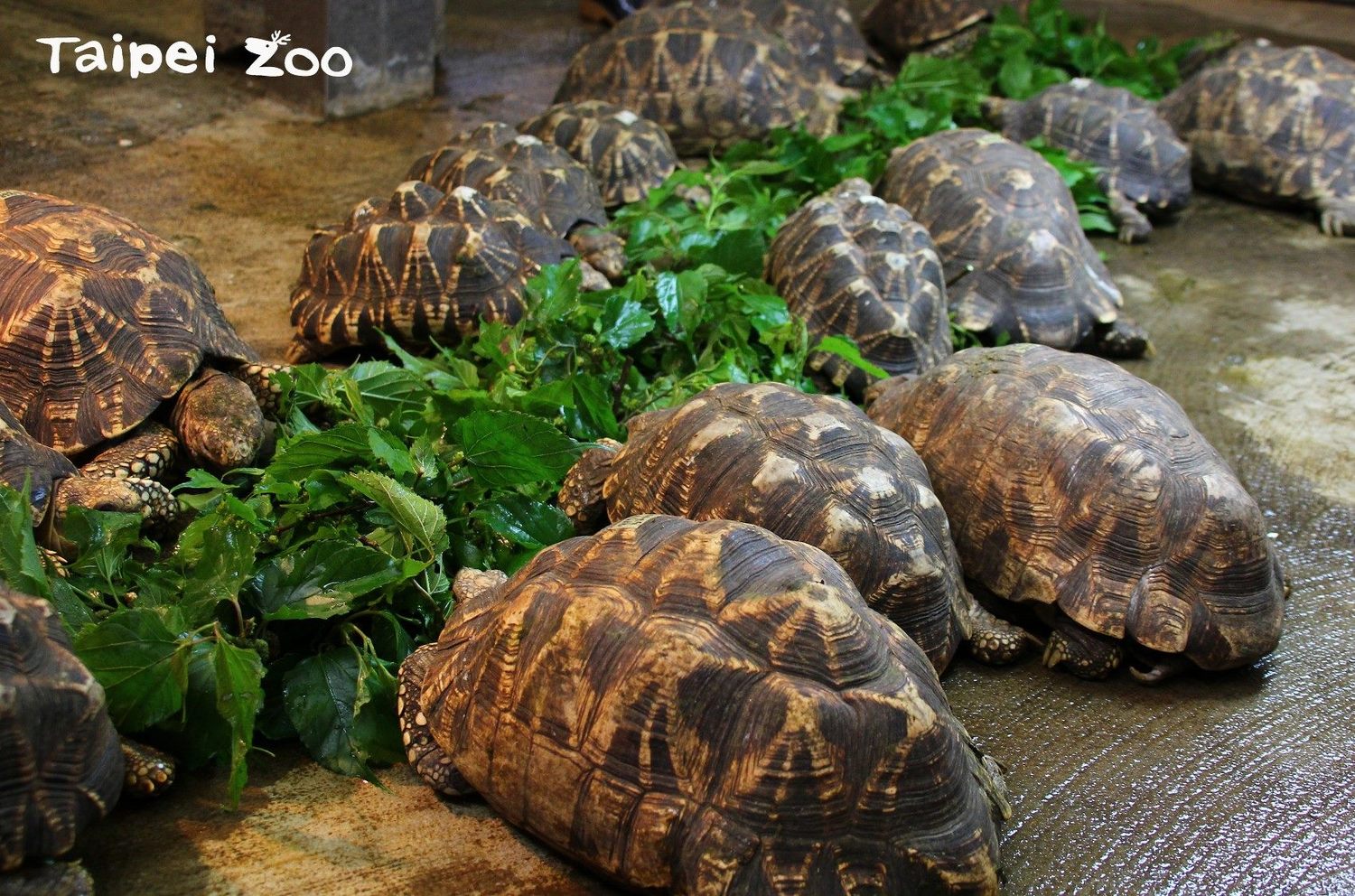 外溫動物的爬蟲類當UV曝曬量不足,常會導致爬蟲類無法自體合成維生素D,進而影響鈣質的正常吸收。 圖:台北市動物園提供 外溫動物的爬蟲類當UV曝曬量不足,常會導致爬蟲類無法自體合成維生素D,進而影響鈣質的正常吸收。 圖:台北市動物園提供