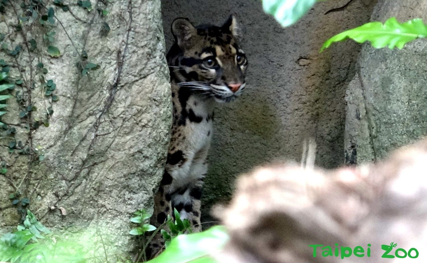 2016年底從德國烏帕塔動物園來台的雌性雲豹「Suki」目前三歲九個月,雲豹是夜行性的動物,大多喜歡在晨昏及晚間活動,所以行事作風向來謹慎小心,所以保育員需營造能讓「Suki」感覺較安心的環境。 圖 :台北市動物園提供 2016年底從德國烏帕塔動物園來台的雌性雲豹「Suki」目前三歲九個月,雲豹是夜行性的動物,大多喜歡在晨昏及晚間活動,所以行事作風向來謹慎小心,所以保育員需營造能讓「Suki」感覺較安心的環境。 圖 :台北市動物園提供