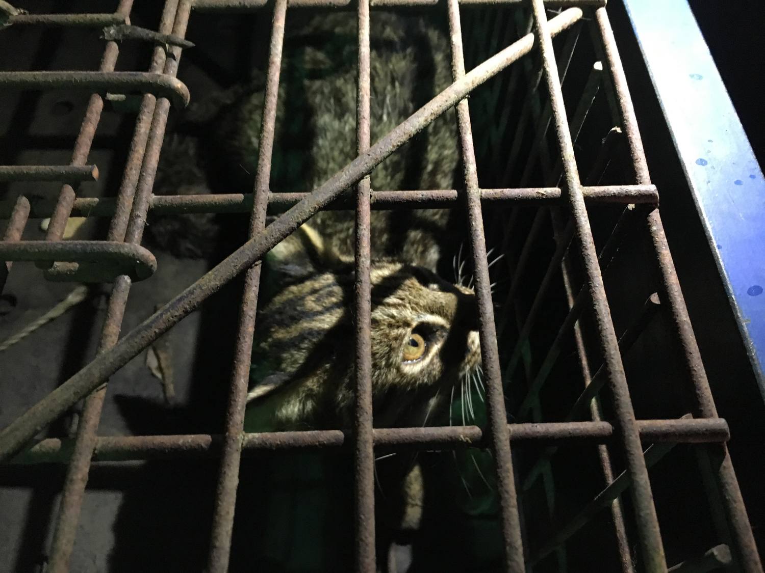 如民眾發現受傷石虎或其他野生動物,請立即通報農業局,讓野生動物儘速獲得救援。 圖:台中市政府 / 提供 如民眾發現受傷石虎或其他野生動物,請立即通報農業局,讓野生動物儘速獲得救援。 圖:台中市政府 / 提供