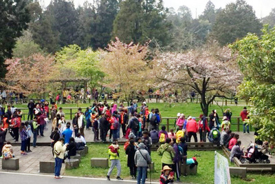 阿里山花季15日起展開,17日是花季第一個假日,園區湧入大批遊客入園賞花。阿里山花季15日起展開,17日是花季第一個假日,園區湧入大批遊客入園賞花。嘉義林管處阿里山工作站 嘉義林管處阿里山工作站提供 阿里山花季15日起展開,17日是花季第一個假日,園區湧入大批遊客入園賞花。阿里山花季15日起展開,17日是花季第一個假日,園區湧入大批遊客入園賞花。嘉義林管處阿里山工作站 嘉義林管處阿里山工作站提供