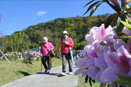 櫻花報春,陽明山的吉野櫻目前正在盛開,杜鵑花也已進入滿開期,愛花的朋友不要錯過陽明山最美的時候。 圖:《台北旅遊網》FB提供 櫻花報春,陽明山的吉野櫻目前正在盛開,杜鵑花也已進入滿開期,愛花的朋友不要錯過陽明山最美的時候。 圖:《台北旅遊網》FB提供
