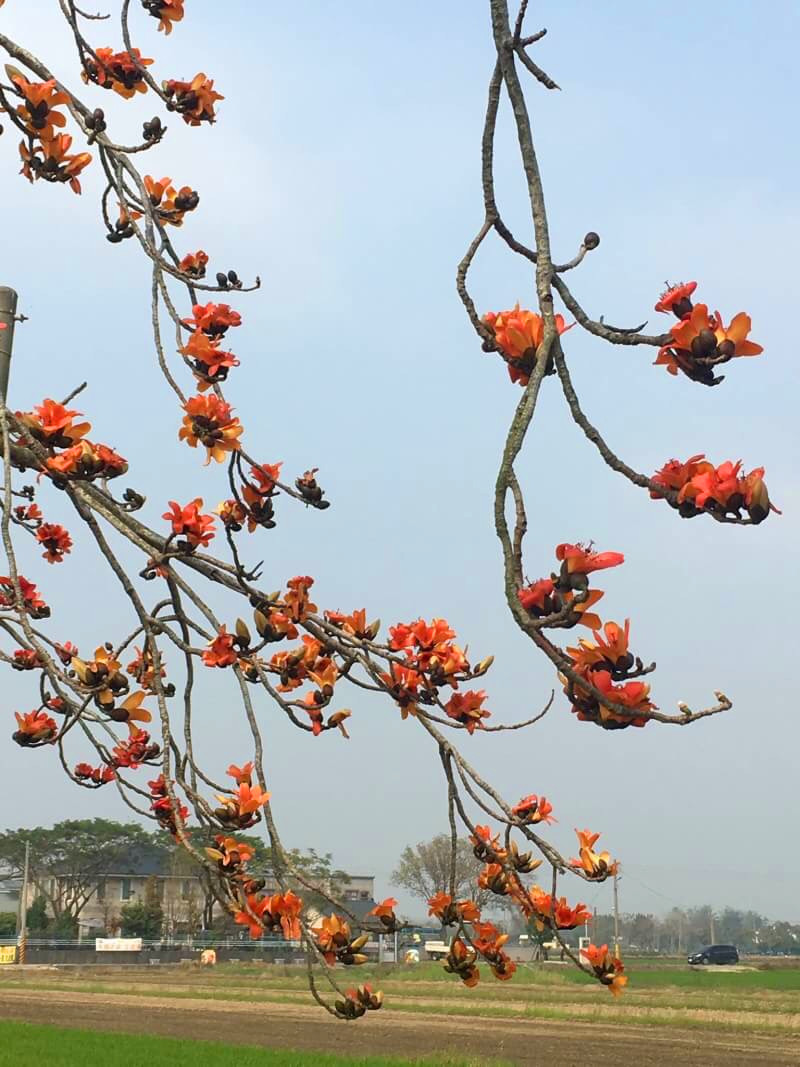 白河區公所提醒,這片美麗恬靜的風景,需要來自各地的你我共同維護,讓這美景持續下去。 圖:華府旅行社廖名玉/提供 白河區公所提醒,這片美麗恬靜的風景,需要來自各地的你我共同維護,讓這美景持續下去。 圖:華府旅行社廖名玉/提供