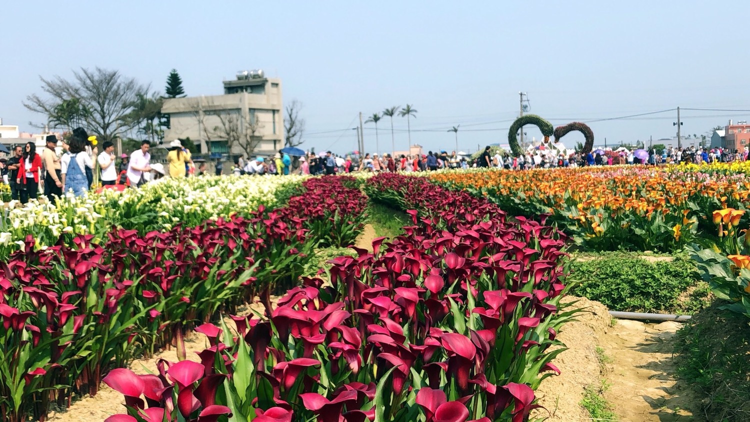 負責督導桃園彩芋季活動整合業務的桃園市府副秘書長邱俊銘說,我們種了6萬顆彩色海芋,共開出60萬朵,價值4800萬元的美麗彩色海芋,終究是抵不過來賞花的人潮數,一個假日就超過10萬人次。 圖:桃園市政府提供 負責督導桃園彩芋季活動整合業務的桃園市府副秘書長邱俊銘說,我們種了6萬顆彩色海芋,共開出60萬朵,價值4800萬元的美麗彩色海芋,終究是抵不過來賞花的人潮數,一個假日就超過10萬人次。 圖:桃園市政府提供