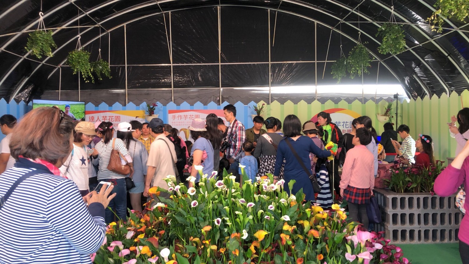 桃園彩芋季的假日賞花人潮驚人。 圖:桃園市政府提供 桃園彩芋季的假日賞花人潮驚人。 圖:桃園市政府提供