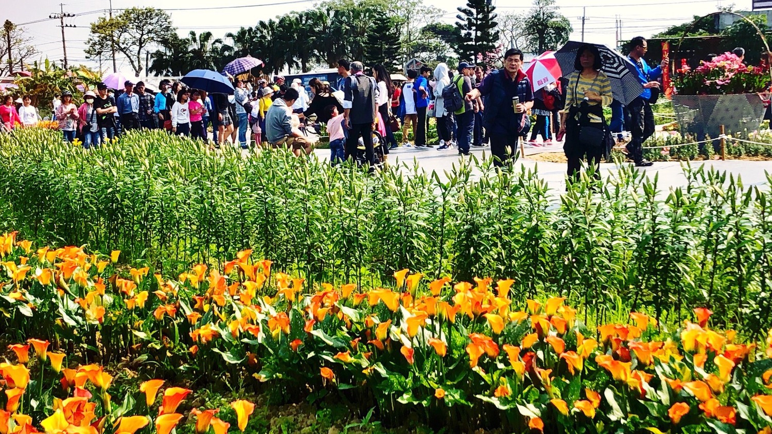 由桃園彩芋季的人潮可見愛花者真不少。 圖:桃園市政府提供 由桃園彩芋季的人潮可見愛花者真不少。 圖:桃園市政府提供