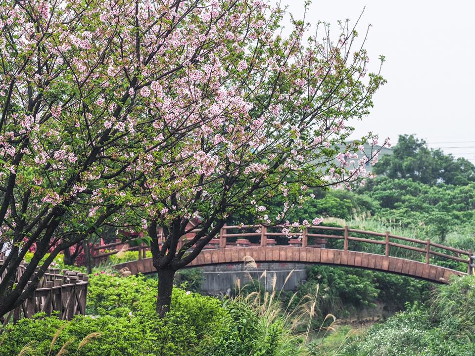 三芝區公所櫻花季還設計賞櫻路線地圖與周邊櫻花小旅行,一同跟著地圖來場輕鬆的春遊賞櫻之旅! 圖:三芝區公所FB粉絲專頁提供 三芝區公所櫻花季還設計賞櫻路線地圖與周邊櫻花小旅行,一同跟著地圖來場輕鬆的春遊賞櫻之旅! 圖:三芝區公所FB粉絲專頁提供