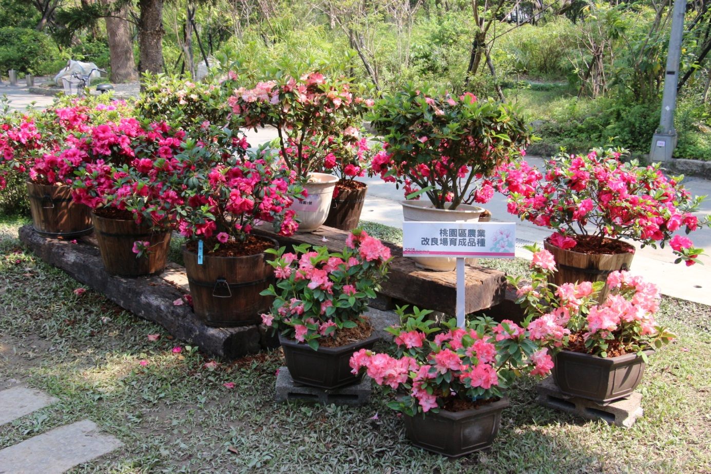 大安森林公園杜鵑花品種區展出桃園區農業改良場育成品種。 圖:台北市政府工務局/提供 大安森林公園杜鵑花品種區展出桃園區農業改良場育成品種。 圖:台北市政府工務局/提供