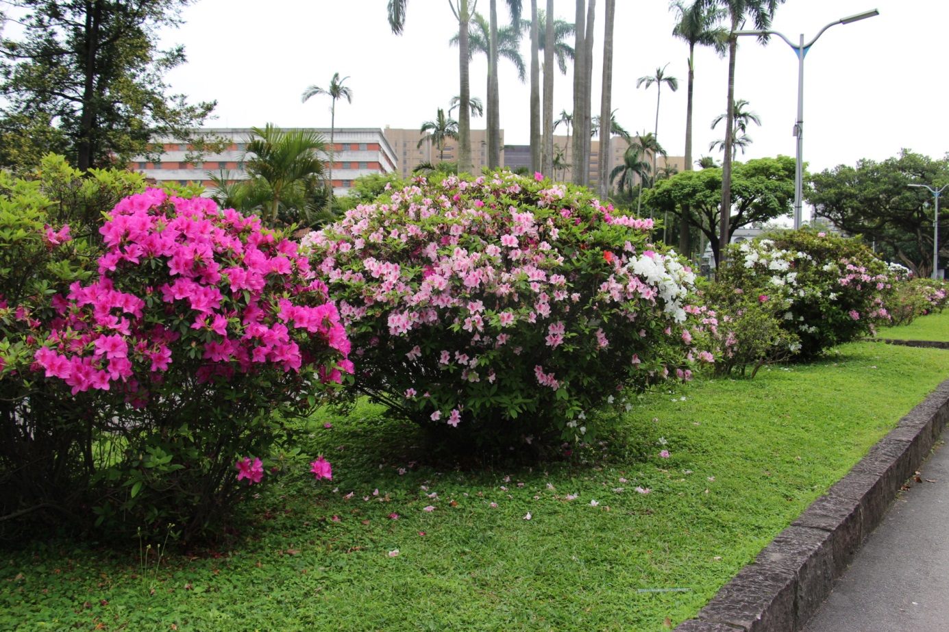 二二八和平公園也有多處杜鵑花等待大家前來觀賞。 圖:台北市政府工務局/提供 二二八和平公園也有多處杜鵑花等待大家前來觀賞。 圖:台北市政府工務局/提供