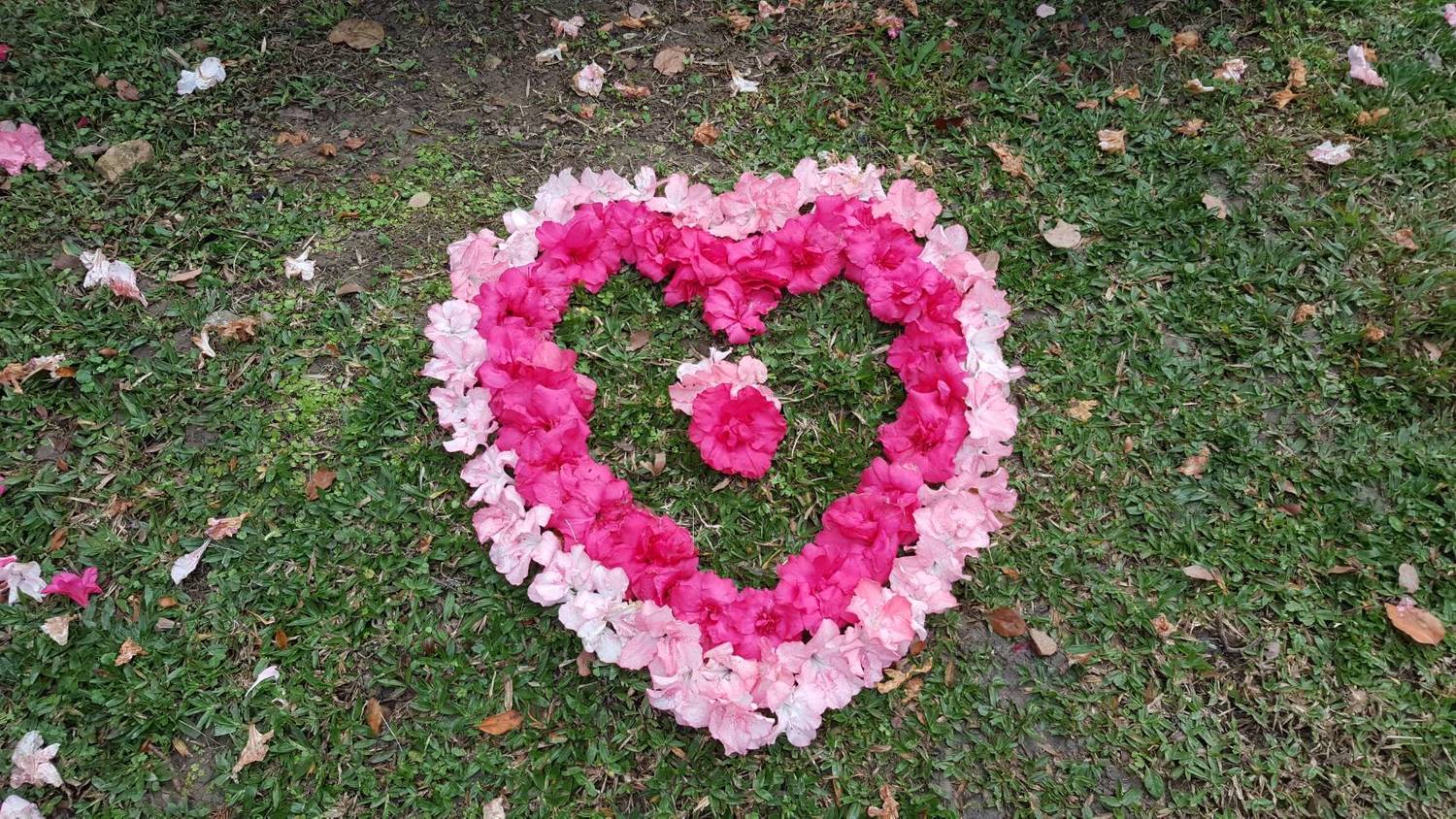 工務局公園處發揮巧思以凋落花瓣排列而成的杜鵑愛心圖。 圖:台北市政府工務局/提供 工務局公園處發揮巧思以凋落花瓣排列而成的杜鵑愛心圖。 圖:台北市政府工務局/提供