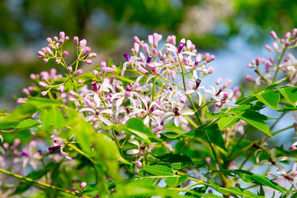 苦楝花的淡紫迷幻,美麗動人。 圖:翻攝自吳芳銘FB粉絲專頁 苦楝花的淡紫迷幻,美麗動人。 圖:翻攝自吳芳銘FB粉絲專頁