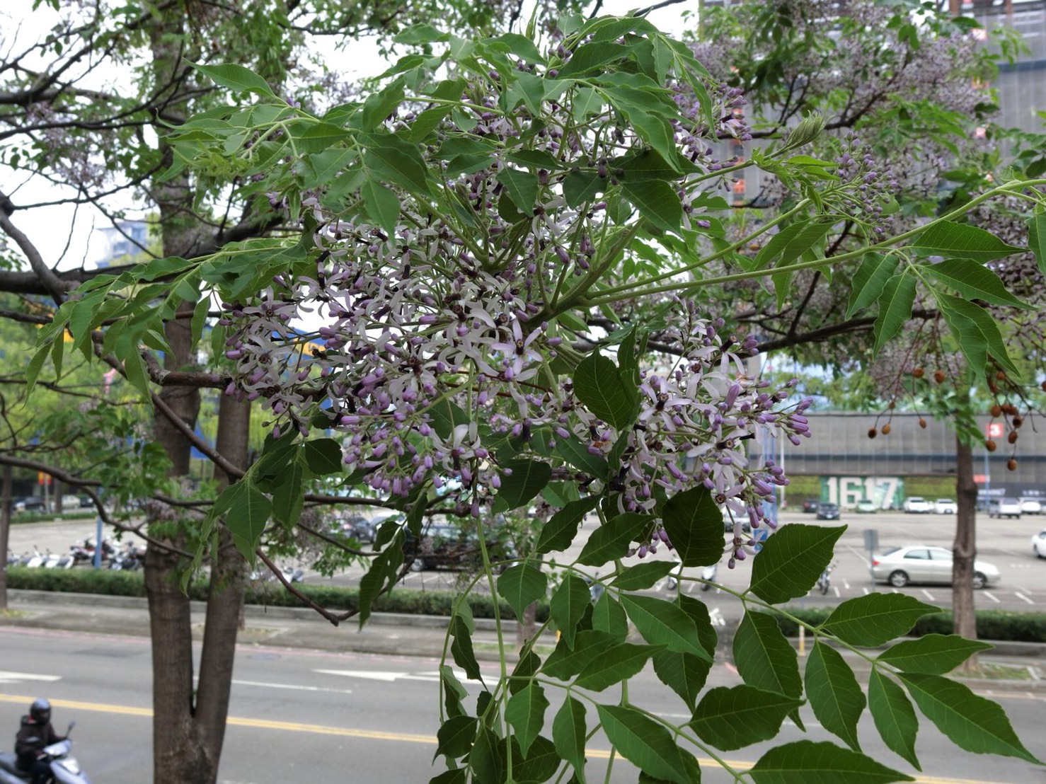 在台中的三信公園、環河路文心森林公園可以看見苦楝花的美景。 圖:台中市政府提供 在台中的三信公園、環河路文心森林公園可以看見苦楝花的美景。 圖:台中市政府提供