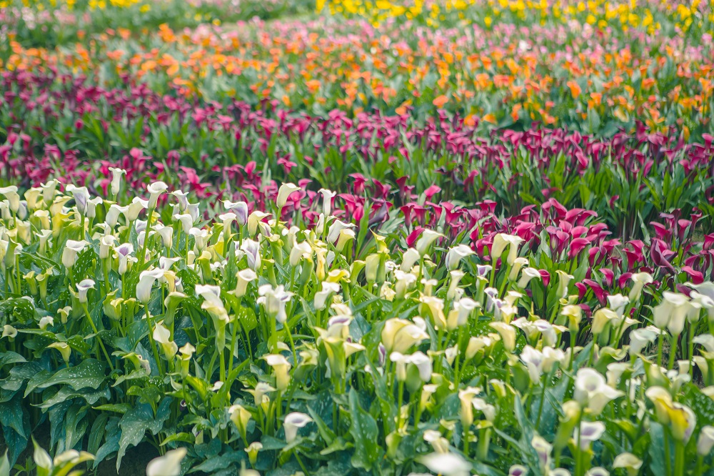 這次彩色海芋季是以「浪漫芋花園」為主題,種植紅、黃、粉,紫等顏色的海芋, 圖:陳宣如/攝 這次彩色海芋季是以「浪漫芋花園」為主題,種植紅、黃、粉,紫等顏色的海芋, 圖:陳宣如/攝