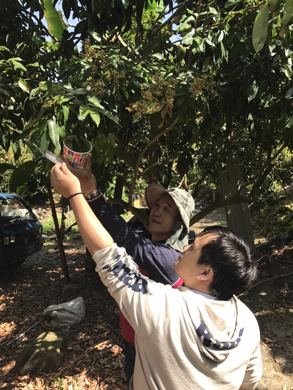 台中市政府農業局自今(23)日起啟動平腹小蜂釋放工作,預計在霧峰、大里、太平等區釋放100萬隻平腹小蜂進行生物防治。 圖:台中市農業局/提供 台中市政府農業局自今(23)日起啟動平腹小蜂釋放工作,預計在霧峰、大里、太平等區釋放100萬隻平腹小蜂進行生物防治。 圖:台中市農業局/提供