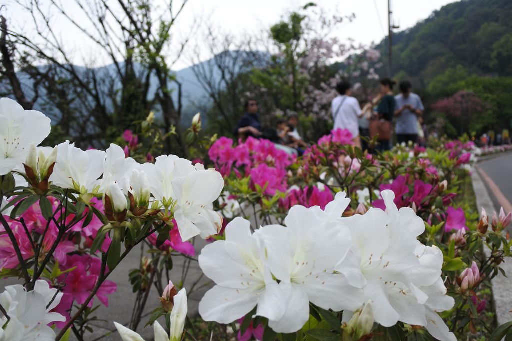 2018陽明山花季即將步入尾聲,台北市花的杜鵑正盛開,陽明公園及湖山路沿線一帶怒放,花朵紅、粉、白、橘交織綻放,今(25)日舉辦「草山進行曲-清山淨水活動」作為閉幕。 圖 :台北旅遊網提供 2018陽明山花季即將步入尾聲,台北市花的杜鵑正盛開,陽明公園及湖山路沿線一帶怒放,花朵紅、粉、白、橘交織綻放,今(25)日舉辦「草山進行曲-清山淨水活動」作為閉幕。 圖 :台北旅遊網提供