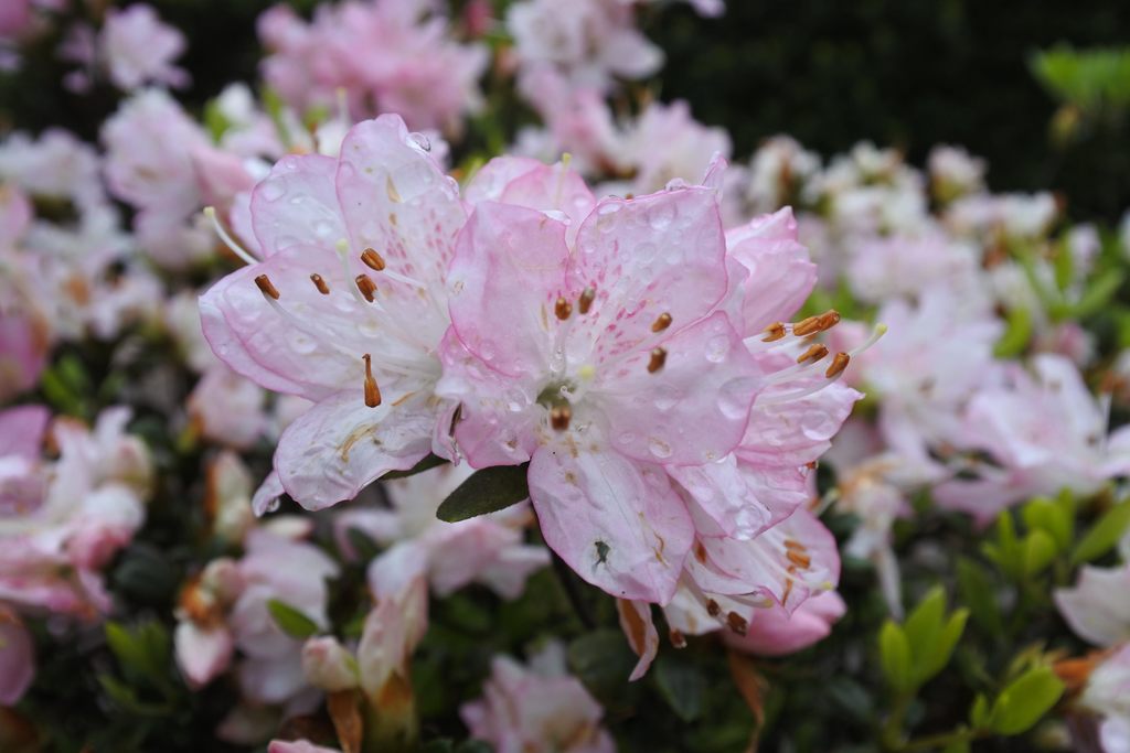 陽明公園及湖山路沿線一帶的粉白杜鵑花怒放,美麗動人。 圖 :台北旅遊網提供 陽明公園及湖山路沿線一帶的粉白杜鵑花怒放,美麗動人。 圖 :台北旅遊網提供