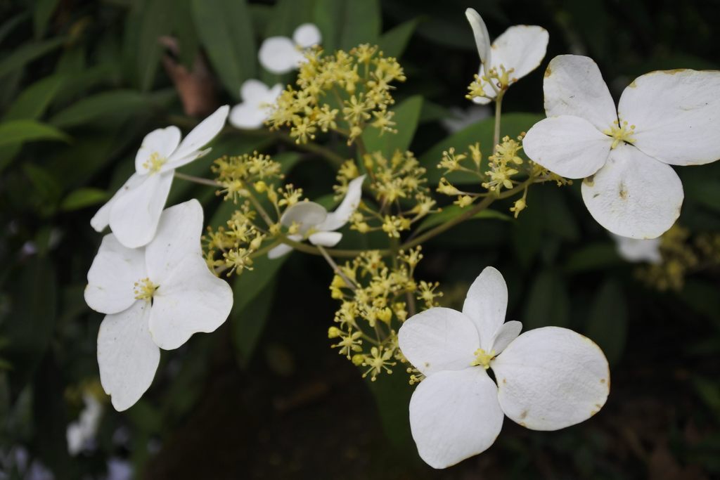 陽明公園仍有許多繽紛花卉,值得大家在追一波花季尾巴! 圖 :台北旅遊網提供 陽明公園仍有許多繽紛花卉,值得大家在追一波花季尾巴! 圖 :台北旅遊網提供