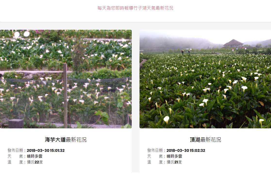 官方網頁中也能看見花況與天氣的最新訊息! 圖:翻攝自《2018竹子湖海芋季》官方網站 官方網頁中也能看見花況與天氣的最新訊息! 圖:翻攝自《2018竹子湖海芋季》官方網站