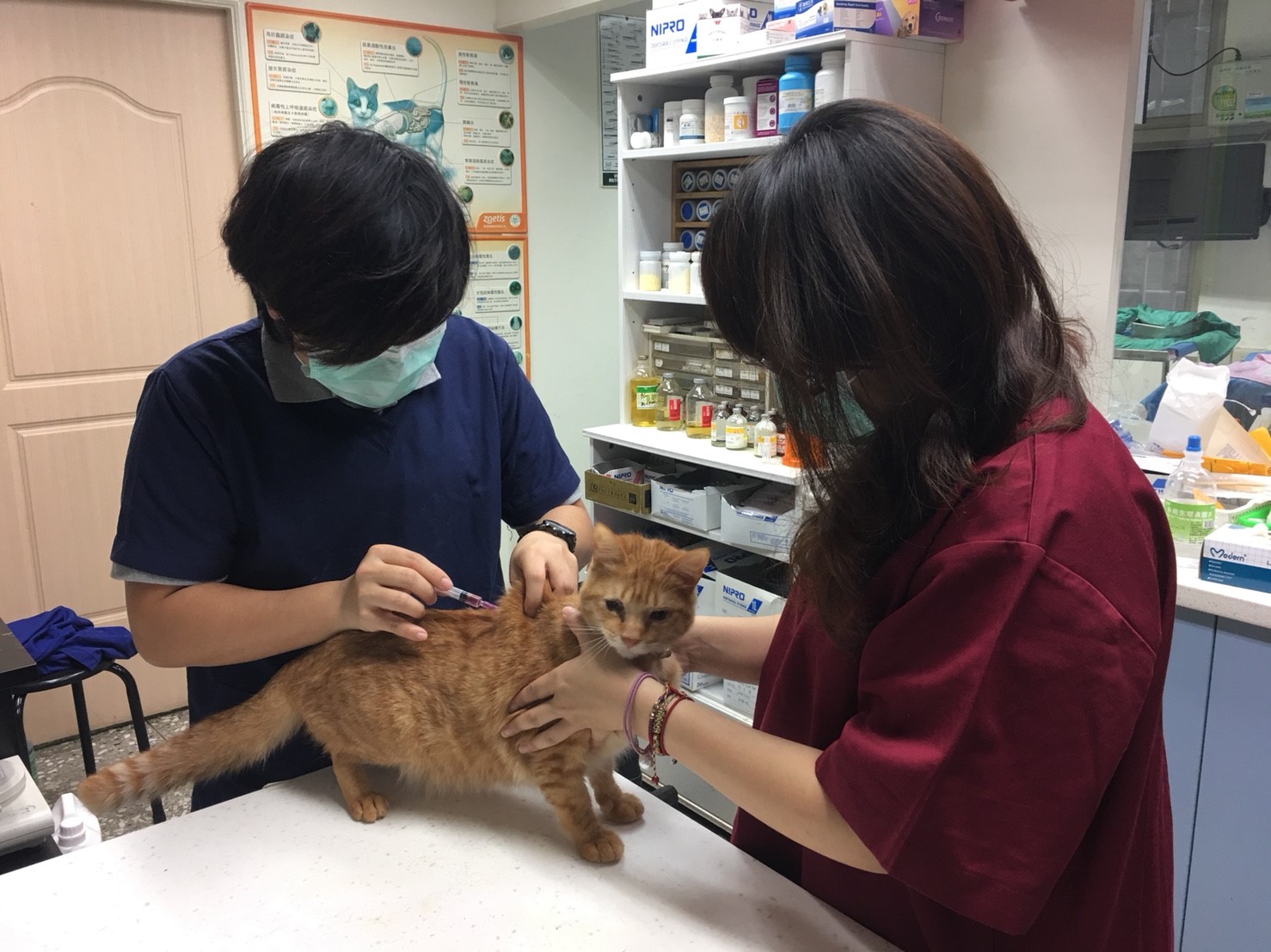 新北市動保處與轄區動物醫院於4月及10月合作舉辦狂犬病預防注射月活動,活動期間狂犬病預防注射可享優惠。 圖:新北市政府/提供 新北市動保處與轄區動物醫院於4月及10月合作舉辦狂犬病預防注射月活動,活動期間狂犬病預防注射可享優惠。 圖:新北市政府/提供