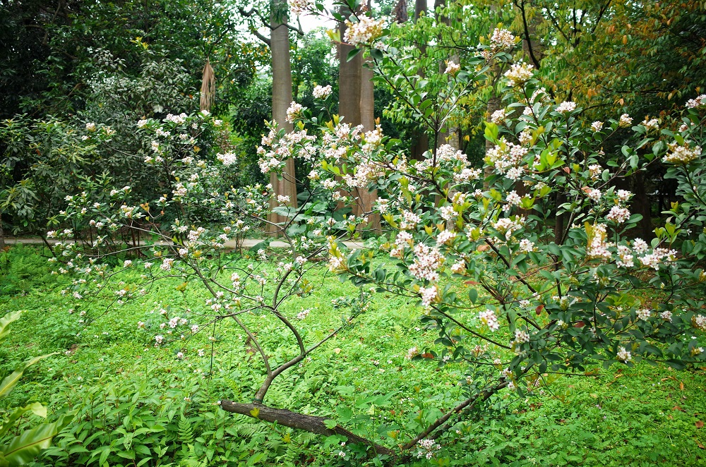 台北市植物園可以觀賞到白色略帶粉紅的石斑木風姿。 圖:台北市工務局提供 台北市植物園可以觀賞到白色略帶粉紅的石斑木風姿。 圖:台北市工務局提供