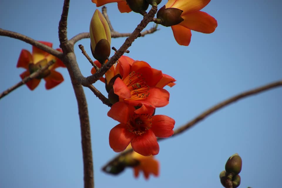 雲林崙背的木棉花大道也同樣吸引旅客前往留念! 圖 :豐榮國小FB粉絲專頁/提供 雲林崙背的木棉花大道也同樣吸引旅客前往留念! 圖 :豐榮國小FB粉絲專頁/提供