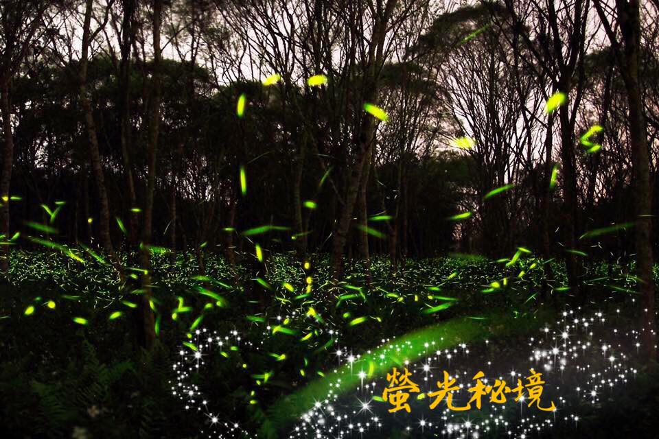 位在花蓮的大農大富平地森林園區生態資源豐富,每年3至4月是螢火蟲發生季節,是全國最早、面積最大、最容易到達的賞螢秘境。 圖 :林務局提供 位在花蓮的大農大富平地森林園區生態資源豐富,每年3至4月是螢火蟲發生季節,是全國最早、面積最大、最容易到達的賞螢秘境。 圖 :林務局提供