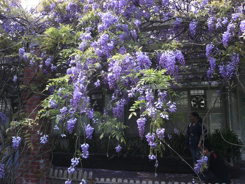 陽明公園茶花杜鵑園的紫藤正在盛開,用紫色瀑布來形容也不為過。 圖:台北市工務局公園處/提供 陽明公園茶花杜鵑園的紫藤正在盛開,用紫色瀑布來形容也不為過。 圖:台北市工務局公園處/提供