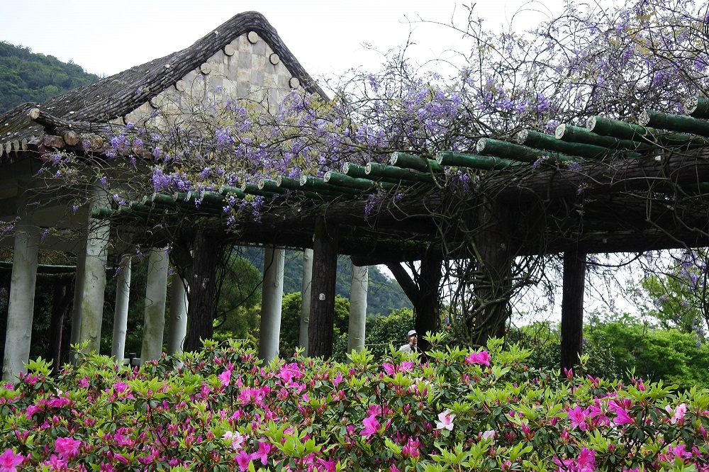 杜鵑茶花園紫藤花盛開。 圖:台北市工務局公園處/提供 杜鵑茶花園紫藤花盛開。 圖:台北市工務局公園處/提供