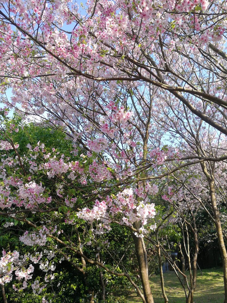花卉試驗中心24年前坐飛機來的染井吉野櫻。 圖:台北市工務局公園處/提供 花卉試驗中心24年前坐飛機來的染井吉野櫻。 圖:台北市工務局公園處/提供