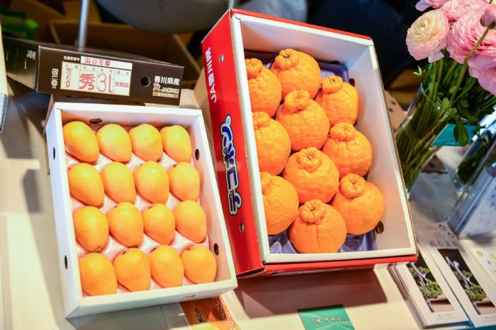 鄭文燦表示,香川縣產米、棉花、鹽及烏龍麵,也是日本橄欖的最大產地,還有奇異果、大顆草莓、枇杷及橘子 圖:桃園市政府/提供 鄭文燦表示,香川縣產米、棉花、鹽及烏龍麵,也是日本橄欖的最大產地,還有奇異果、大顆草莓、枇杷及橘子 圖:桃園市政府/提供