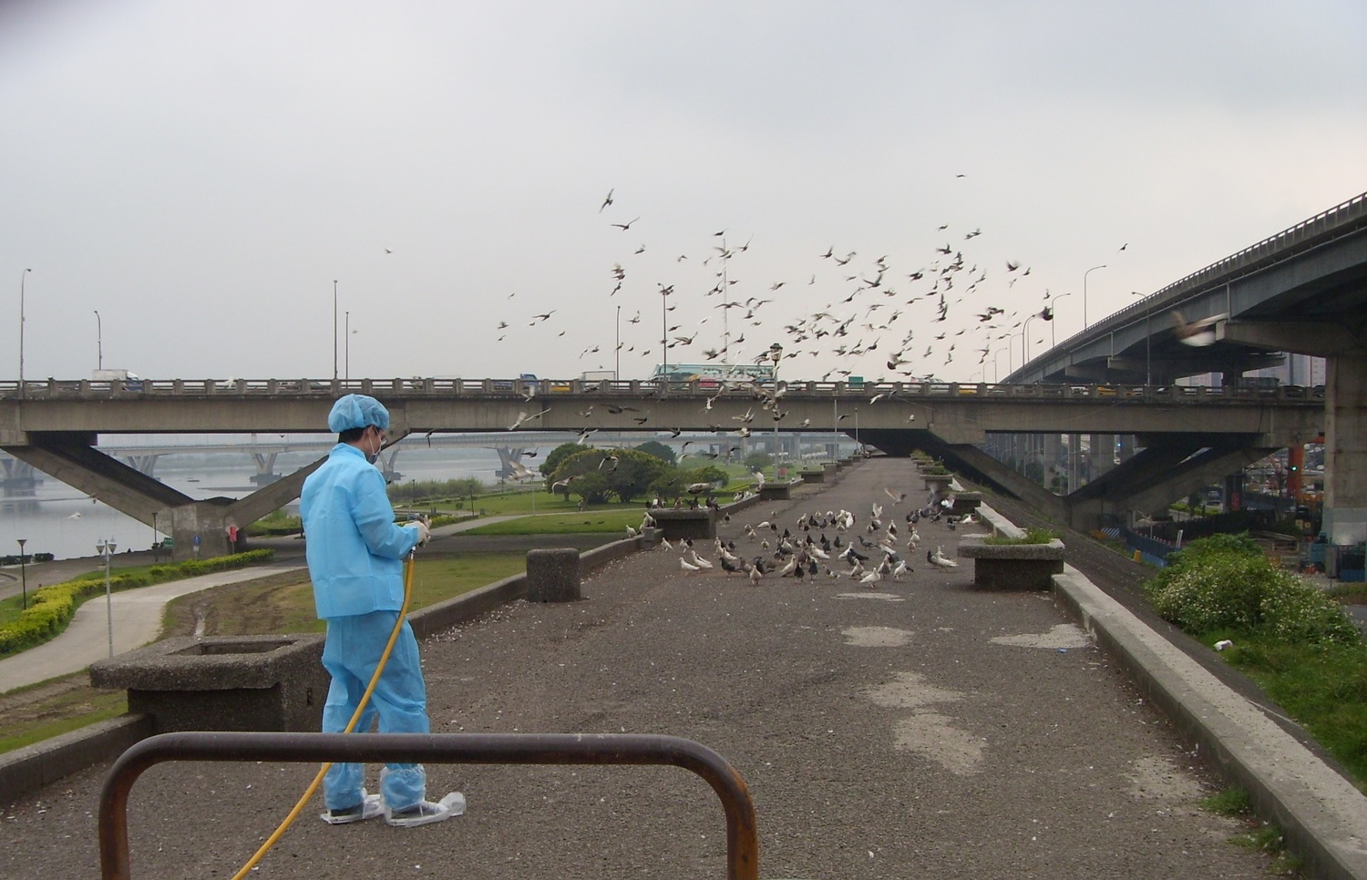 各公園管理單位每週自主加強清潔及消毒,避免野鴿聚集。 圖:新北市動保處提供 各公園管理單位每週自主加強清潔及消毒,避免野鴿聚集。 圖:新北市動保處提供