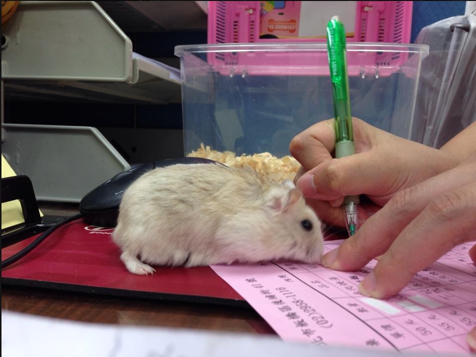 在今日少子化社會,動物福利意識抬頭,人們已將寵物視如己出,像對待自己孩子般呵護疼愛。 圖:新北市動保處/提供 在今日少子化社會,動物福利意識抬頭,人們已將寵物視如己出,像對待自己孩子般呵護疼愛。 圖:新北市動保處/提供