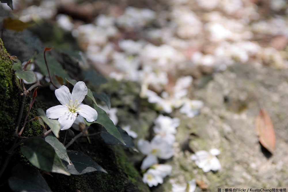 北部賞桐花熱門景點的承天禪寺,全長約3.7公里,步道兩側保有許多臺灣低海拔山區的原生林木,一路健行感受清幽雅靜的禪寺莊嚴清淨,也是欣賞滿油桐花的制高景點。 圖:翻攝自Flickr/KuatoChang開放權限 北部賞桐花熱門景點的承天禪寺,全長約3.7公里,步道兩側保有許多臺灣低海拔山區的原生林木,一路健行感受清幽雅靜的禪寺莊嚴清淨,也是欣賞滿油桐花的制高景點。 圖:翻攝自Flickr/KuatoChang開放權限