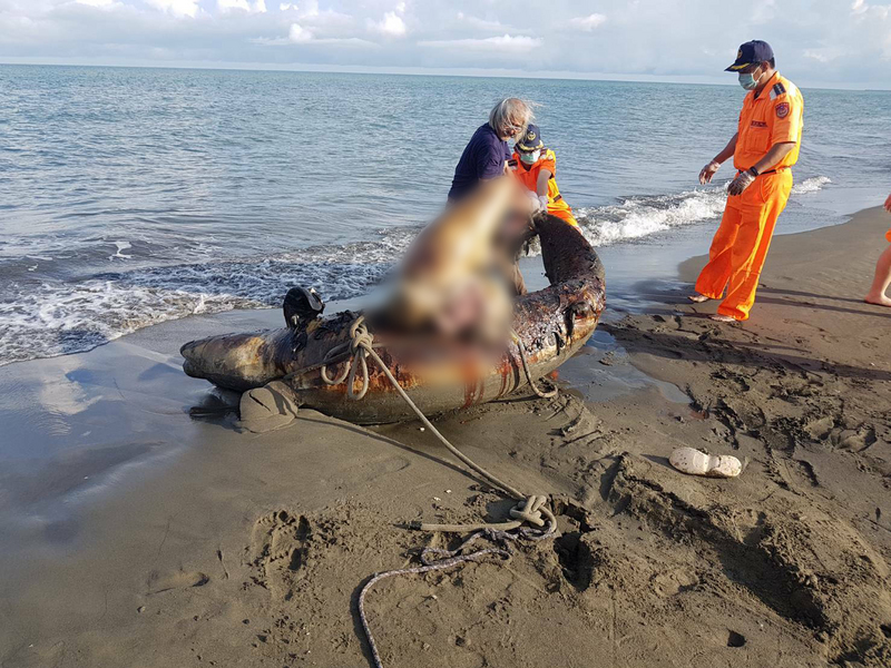 台南七股海灘11日發現一隻擱淺死亡的偽虎鯨,屍體12日被送到成大海洋生物暨鯨豚研究中心,初步解剖發現偽虎鯨胃部尚有未消化魚類,飢餓應非死因。 台南七股海灘11日發現一隻擱淺死亡的偽虎鯨,屍體12日被送到成大海洋生物暨鯨豚研究中心,初步解剖發現偽虎鯨胃部尚有未消化魚類,飢餓應非死因。