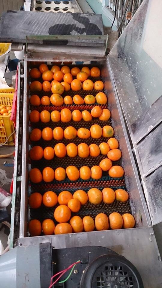 台中東勢茂谷柑滯銷,蔡其昌協調國防部採購,幫助果農度過困境。 蔡其昌辦公室/提供 台中東勢茂谷柑滯銷,蔡其昌協調國防部採購,幫助果農度過困境。 蔡其昌辦公室/提供