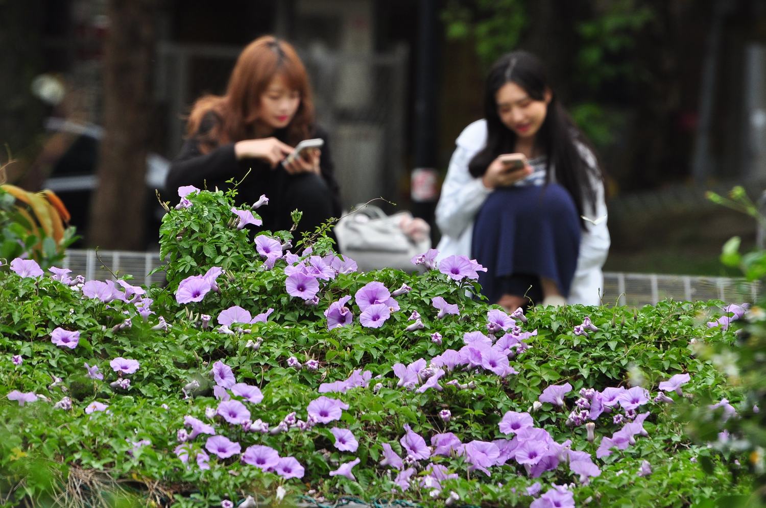 今(17)日雨勢趨緩,各地逐漸回到舒適的好天氣,正處於花季的牽牛花也在四四南村燦爛的盛開中! 今(17)日雨勢趨緩,各地逐漸回到舒適的好天氣,正處於花季的牽牛花也在四四南村燦爛的盛開中!