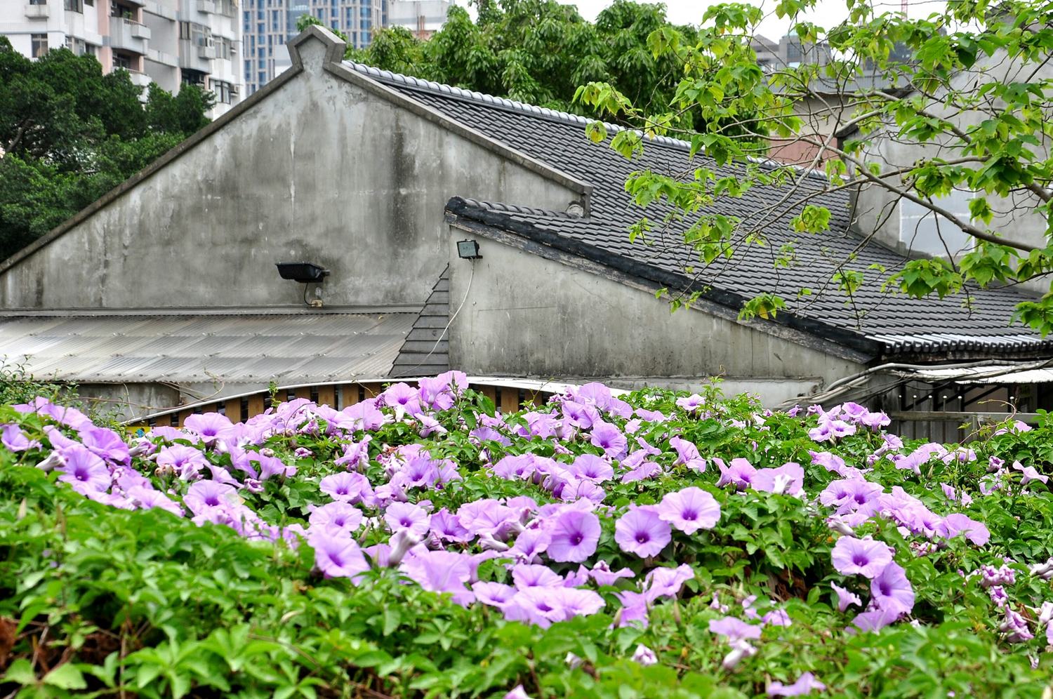 今(17)日雨勢趨緩,各地逐漸回到舒適的好天氣,正處於花季的牽牛花也在四四南村燦爛的盛開中! 今(17)日雨勢趨緩,各地逐漸回到舒適的好天氣,正處於花季的牽牛花也在四四南村燦爛的盛開中!