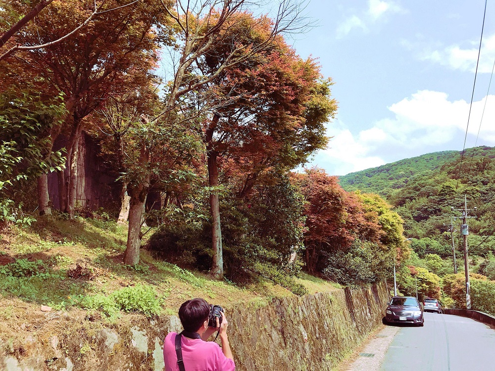 位於士林區的菁山里的槭樹逐漸染紅平菁街、菁山路的山間小徑,現在正是體驗森林療癒的最佳時機。 圖:台北市政府提供 位於士林區的菁山里的槭樹逐漸染紅平菁街、菁山路的山間小徑,現在正是體驗森林療癒的最佳時機。 圖:台北市政府提供