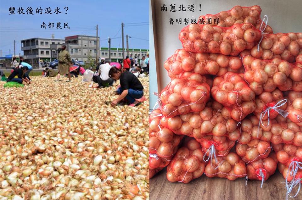 魯明哲服務處堆滿洋蔥,將於明天發放,邀請民眾憑發票換洋蔥,一起送愛助小農。 魯明哲服務處堆滿洋蔥,將於明天發放,邀請民眾憑發票換洋蔥,一起送愛助小農。