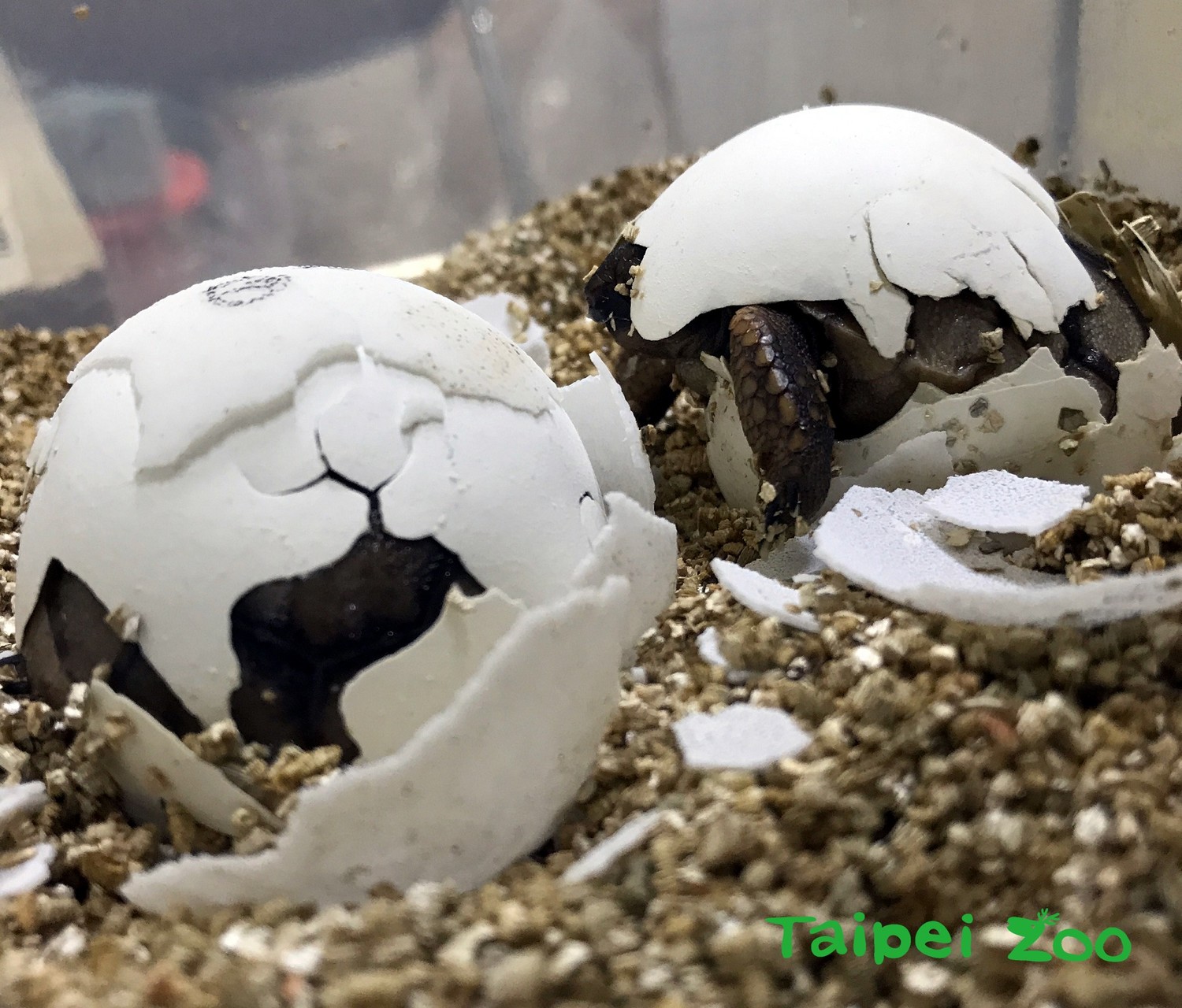 亞達伯拉象龜的小寶寶破殼而出! 圖:翻攝自台北市立動物園/提供 亞達伯拉象龜的小寶寶破殼而出! 圖:翻攝自台北市立動物園/提供